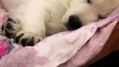 Küçük köpek uyku beyaz