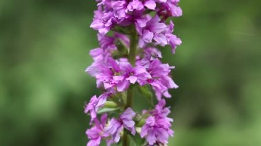 Lythrum Salicaria