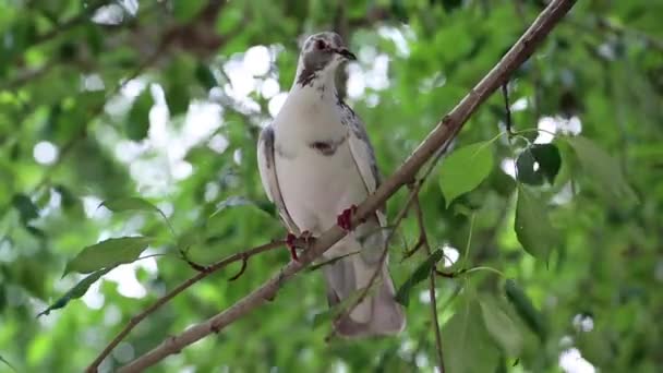 Белый голубь сидит на ветке дерева — стоковое видео