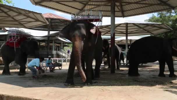 People and elephants in zoological garden — Stock Video