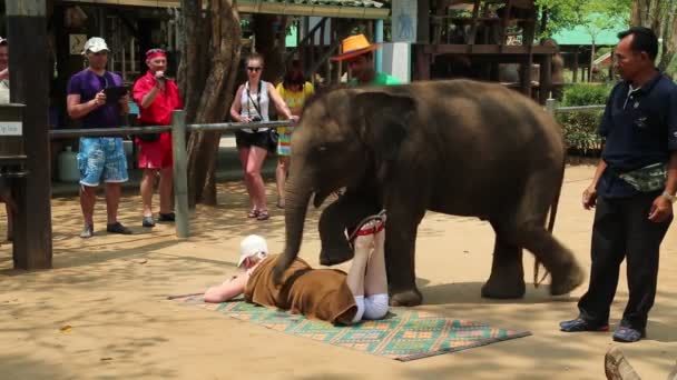 Les gens au spectacle des éléphants — Video