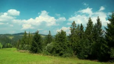 güzel yeşil iğne yapraklı ağaçlar