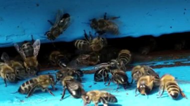 Arı arı kovanı yakınındaki sürüsü