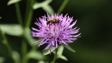 çiçek üzerinde uçan böcek