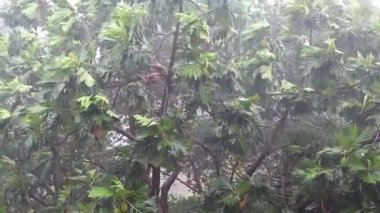 Ağaçlar ve yağmur yağıyor.