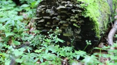 ormandaki küçük brook üzerinden su