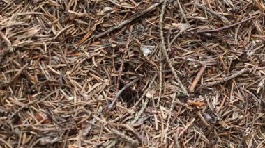 Büyük karınca yuvası içinde karıncalar