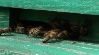 Arı kovanında huzursuz arılar