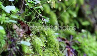 ormandaki küçük dere