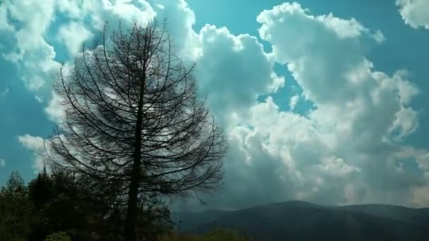 Мертвое дерево в горах — стоковое видео
