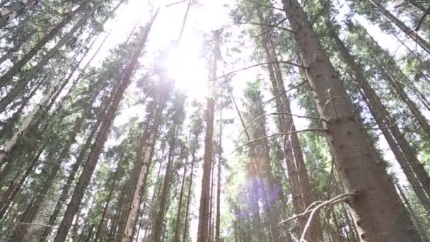 De stralen van de zon passeren de bomen — Stockvideo