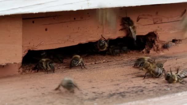 Рабочие пчелы возле улья — стоковое видео