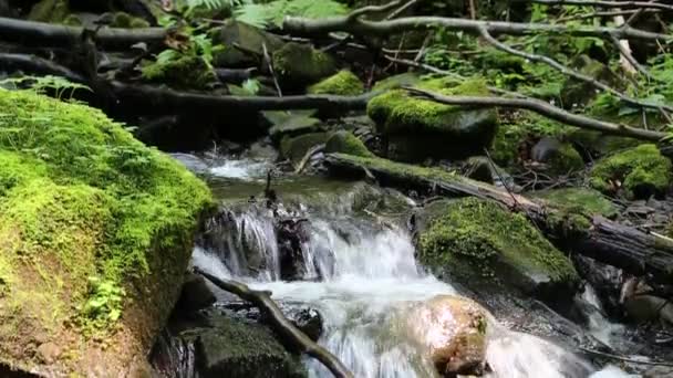 Schöner Bach mit kaltem Wasser — Stockvideo