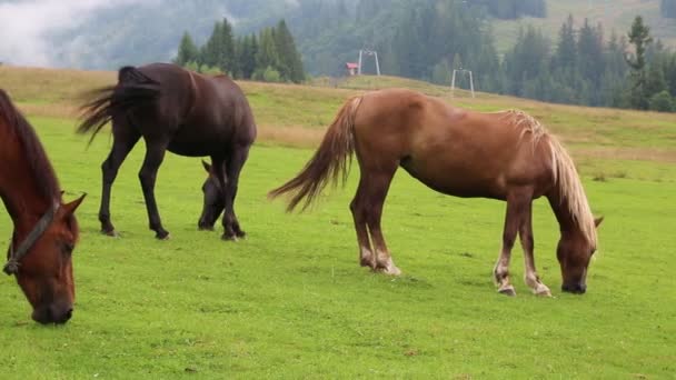 Hermosos caballos en el pasto — Vídeo de stock