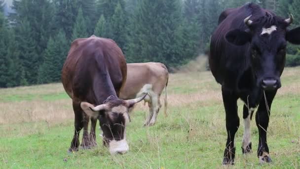 Коровы на лугу в Карпатах — стоковое видео