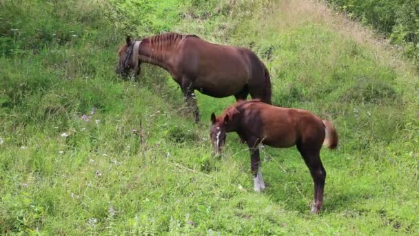 Dos caballos en el pasto — Vídeo de stock