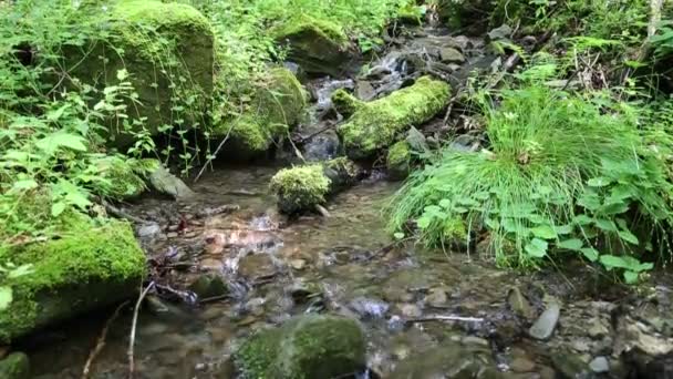 Beautiful brook with water — Stock Video