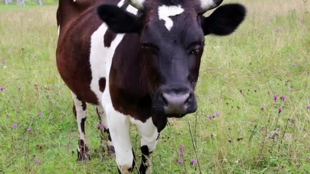 Vaca lechera en el prado — Vídeo de stock