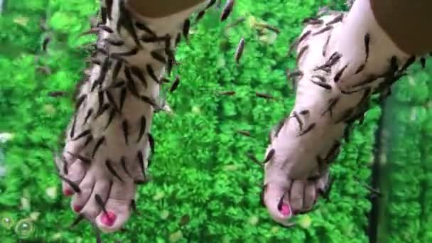 Garra Rufa hal és a láb nő — Stock videók