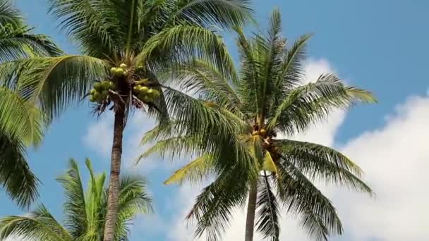 Kokospalmen auf der Insel Koh Chang — Stockvideo