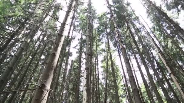 Sonnenstrahlen durchdringen die Bäume — Stockvideo