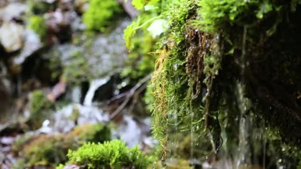 Water uit mooie brook — Stockvideo