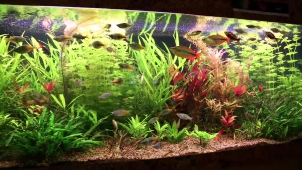 Fische und Wasserpflanzen — Stockvideo