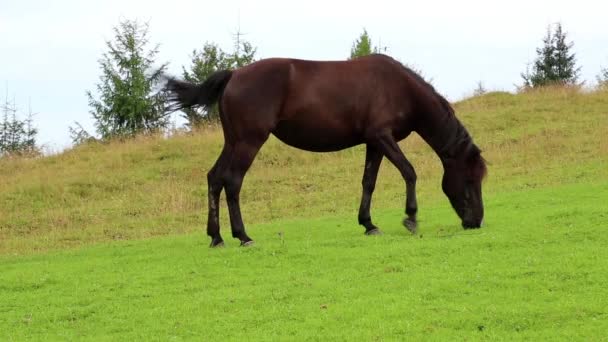 Hermoso caballo en el pastizal — Vídeo de stock