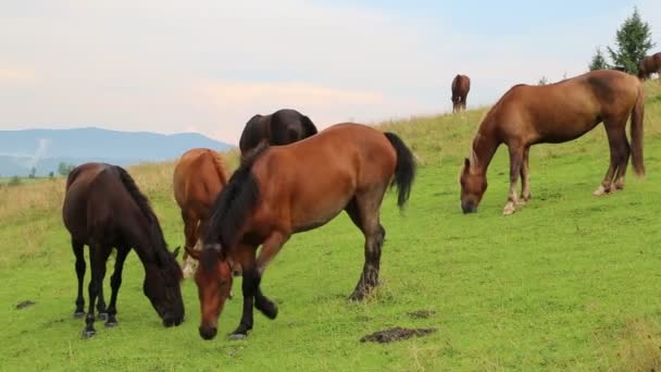 Лошади на лугу — стоковое видео