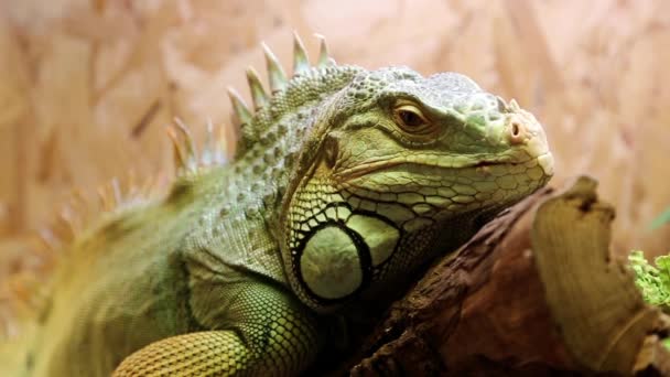 Green iguana in terrarium — Stock Video