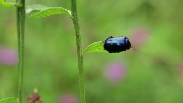 Escarabajo azul en la hoja — Vídeos de Stock