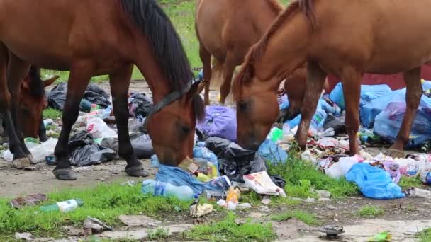 Caballos comiendo basura doméstica — Vídeos de Stock