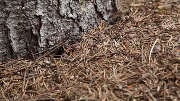 Fourmis dans la fourmilière dans la forêt — Video