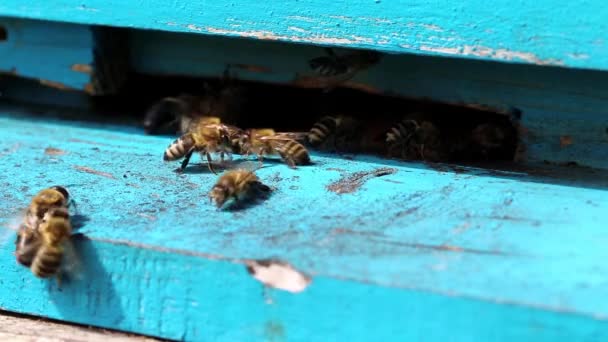 Рой пчёл возле улья — стоковое видео