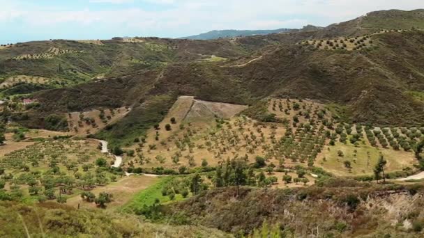 Plantaciones de olivos en la península de Kassandra — Vídeo de stock