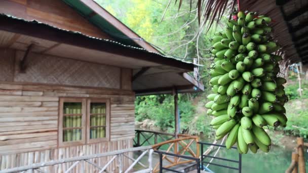 Racimo de plátanos verdes — Vídeos de Stock