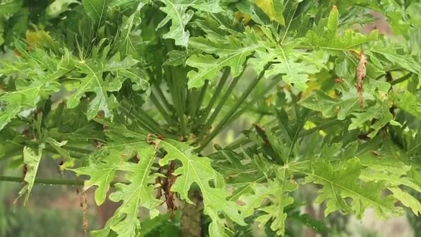 Chuva e árvores verdes — Vídeo de Stock