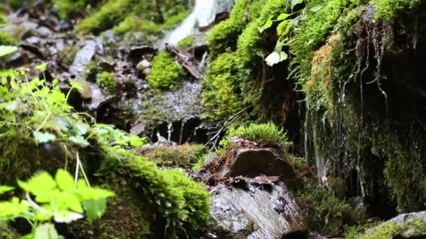 beau ruisseau en forêt 