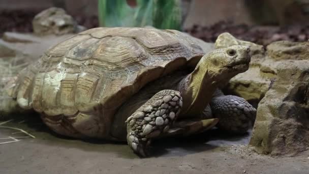 Tortuga en jardín zoológico — Vídeo de stock