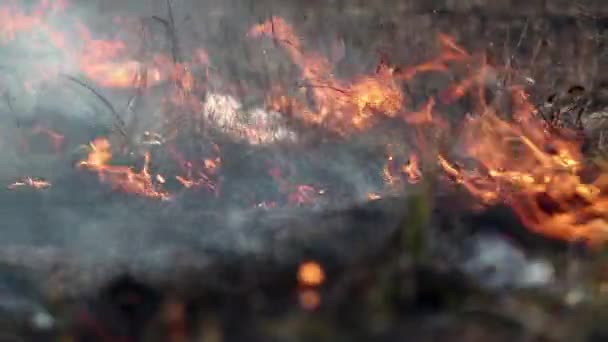 Спалювання сухої трави на лузі — стокове відео