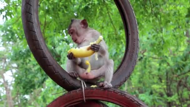 Singe assis à l'intérieur de la roue — Video