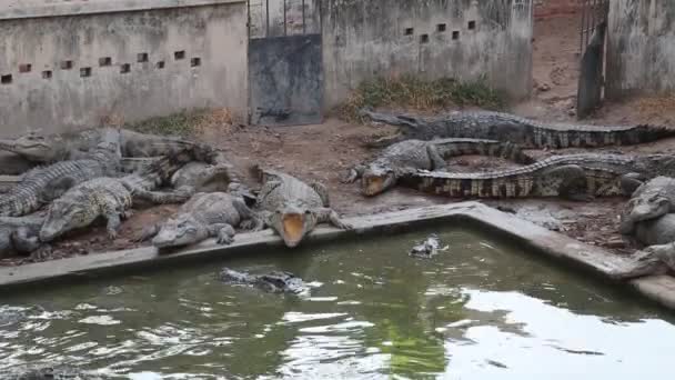 Крокодилы у воды — стоковое видео