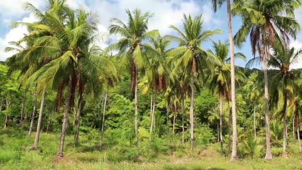 Kokospalmen auf der Insel Koh Chang — Stockvideo