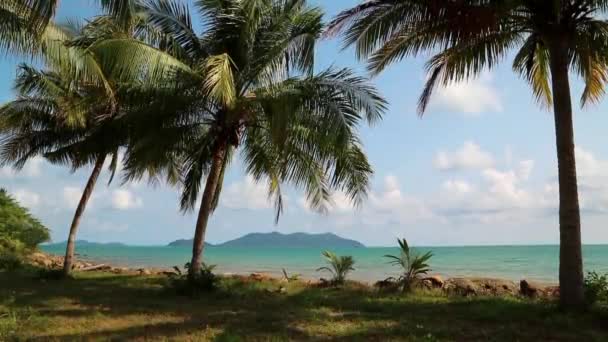 Schöne Aussicht auf Meer und Palmen — Stockvideo