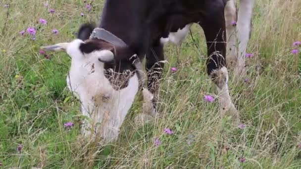 Mungitura mucca sul prato — Video Stock