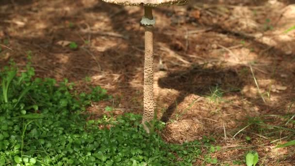 Big mushroom in forest — Stock Video