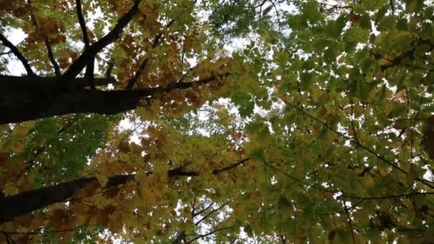 Bel automne en forêt 