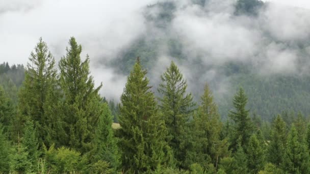 Nebel zwischen Nadelbäumen — Stockvideo