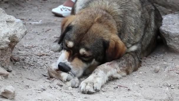 Perro quitando espina — Vídeo de stock