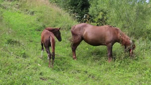 Paard en colt op weide — Stockvideo